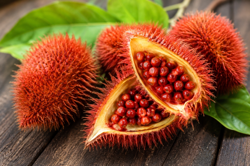 Open spiky red Annatto fruit pod filled with bright red seeds