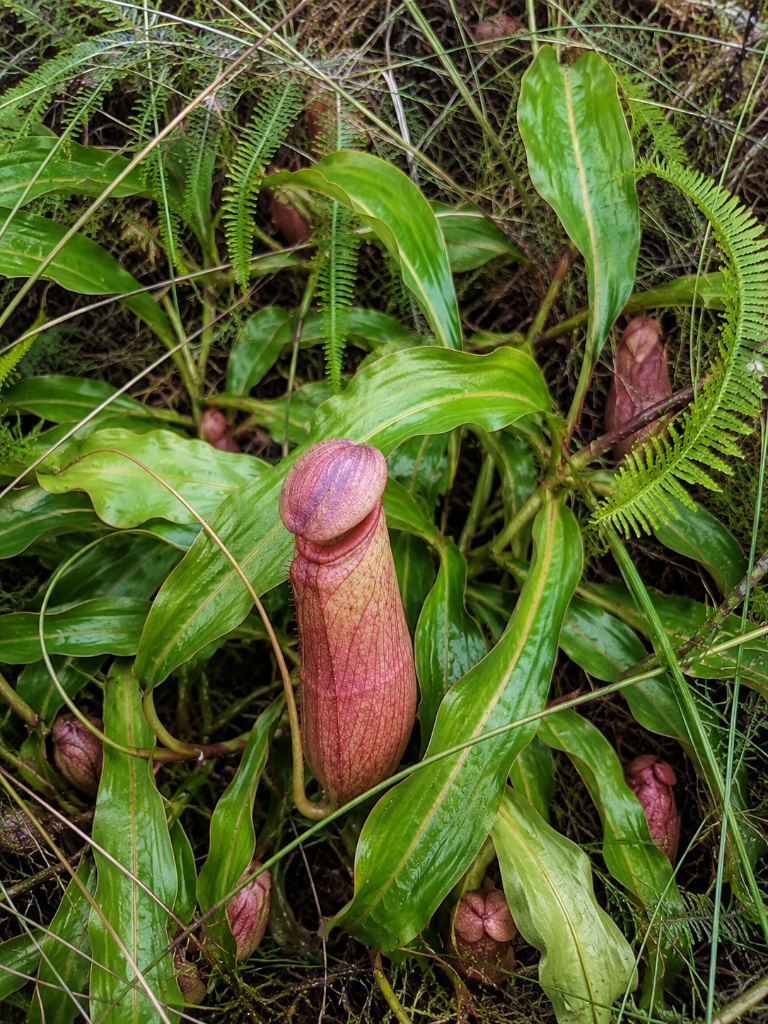 Nepenthes pitcher plant cluster growing wild among tropical moss and foliage